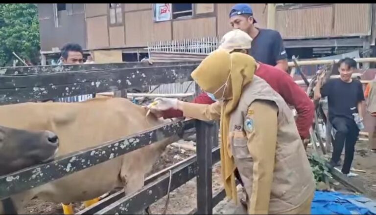 Parepare Gencarkan Vaksinasi PMK Tahap Kedua, Sasar 1.000 Ekor Sapi