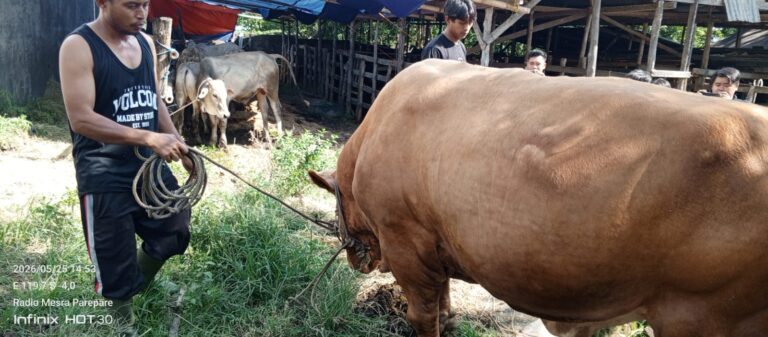 Sapi Kurban Presiden Prabowo Seberat 833 Kg Tiba di Parepare, Siap Dikurbankan di Bacukiki