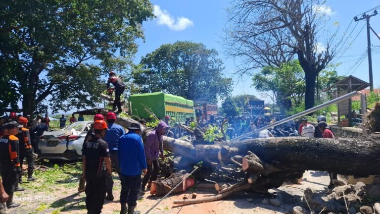 Pohon Besar Tumbang di Ahmad Yani, Polisi dan Warga Bantu BPBD Lakukan Penanganan