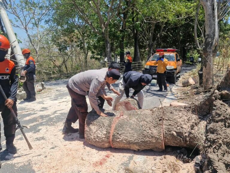 Pohon Tumbang Ganggu Jalan di Lapadde, Polsek Ujung Pastikan Penanganan Cepat